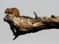 Ockerfuss-Buschhörnchen, Paraxerus cepapi, Smith&#039;s bush squirrel 