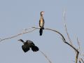Vögel in Afrika - Weissbrust-Kormorane im Okawango-Delta