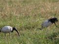 Vögel in Afrika - Heiliger Ibis