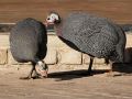 Vögel in Afrika - Helmperlhühner