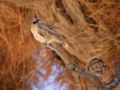 Vögel in Afrika - Siedlerwebervogel