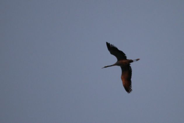 Ein Kranich über dem Bodstedter Bodden - mit MS Bültenkieker auf abendlicher Kranichtour Ein Kranich über dem Bodstedter Bodden - mit MS Bültenkieker auf abendlicher Kranichtour