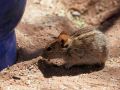 Striemen-Grasmaus, Rhabdomys - Sesriem, Namibwüste, Namibia