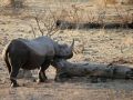 Rhinos, Nashörner in Afrika - Ein Breitmaul-Nashorn - Ceratotherium simum - am Wasserloch des Halili-Camps im Etosha National Park in Namibia