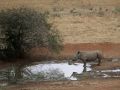 Ein Breitmaul-Nashorn - Ceratotherium simum - am Wasserloch der Bush Baby Safari-Lodge bei Grootfontein im Norden Namibias