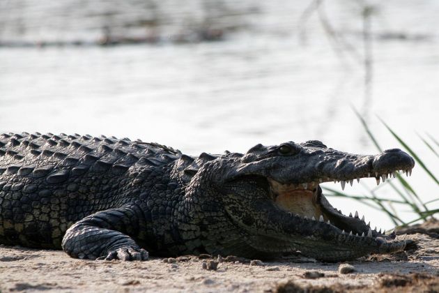 Ein Nilkrokodil - Crocodylus niloticus - auf einer Sandbank in den Sümpfen des Kwando Rivers im Caprivistreifen von Namibia.