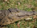 Nahaufnahme eines Nilkrokodils - Crocodylus niloticus - am Chobe River im Chobe National Park von Botswana