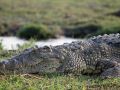 Der Oberkörper eines Nilkrokodils - Crocodylus niloticus - am Ufer des Chobe Rivers im Chobe National Park von Botswana