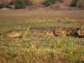 Ein Nilkrokodil - Crocodylus niloticus - am Ufer des Chobe Rivers im Chobe National Park von Botswana