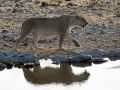 Löwen in Afrika - Ein weiblicher Löwe - Panthera leo - am Wasserloch des Halali-Camps im Etosha-National-Park von Namibia