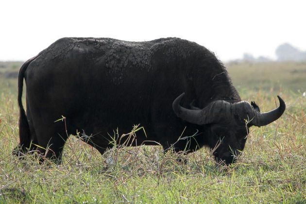Büffel in Afrika - Afrikanischer Büffel, Syncerus caffer, am Chobe-River im Chobe national Park in Botswana