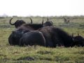 Büffel in Afrika - Afrikanische Büffel, Syncerus caffer, am Chobe-River im Chobe National Park in Botswana