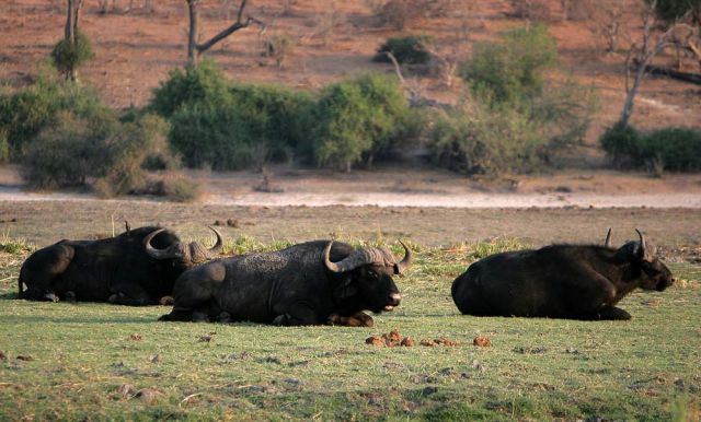 Büffel in Afrika - Afrikanische Büffel, Syncerus caffer, am Chobe-River im Chobe National Park in Botswana