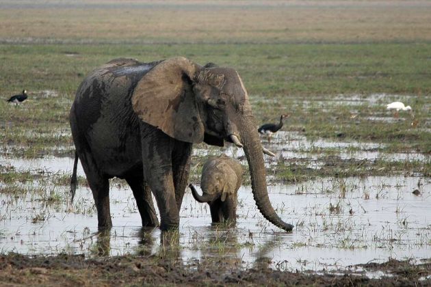 Afrikanische Elefant mit Elefanten-Baby, Loxodonta africana, an den Ufern des Okawango im Caprivi-Streifen von Namibia