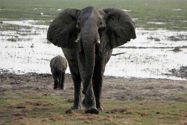 Afrikanische Elefant mit Elefanten-Baby, Loxodonta africana, an den Ufern des Okawango im Caprivi-Streifen von Namibia