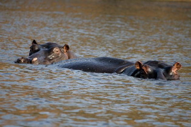 Afrikanische Flusspferde - Hippopotamus amphibius - im Wasser des Chobe-Rivers bei Kasane im Norden Botswanas
