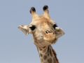 Ein Giraffen-Porträt - Giraffa camelopardalis - im Etosha National Park an der grossen Salzpfanne im Norden Namibias