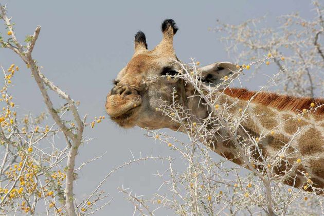Giraffen in Afrika - Ein Giraffen-Porträt - Giraffa camelopardalis - im Etosha National Park an der grossen Salzpfanne im Norden Namibias