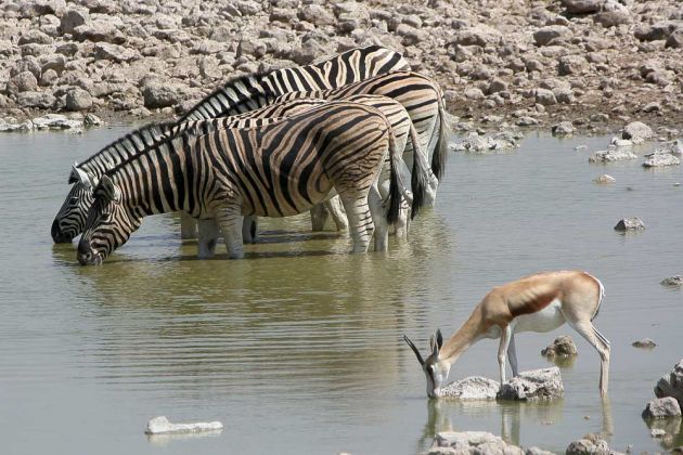 Steppenzebras - Equus quagga - im Etosha National Park im Norden Namibias Steppenzebras - Equus quagga - im Etosha National Park im Norden Namibias
