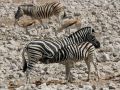 Steppenzebras - Equus quagga - im Etosha National Park im Norden Namibias