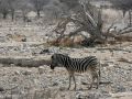 Ein einzelnes Steppenzebra - Equus quagga - im Etosha National Park im Norden Namibias