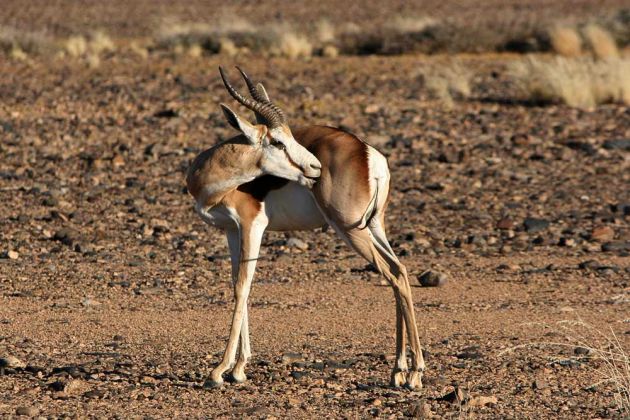 Springbock in der Namibwüste - Antidorcas