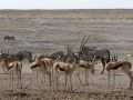 Springböcke - Antidorcas - und Oryx-Antilopen - Oryx gazella