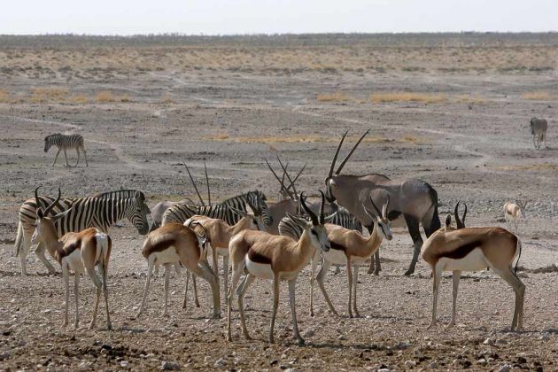 Springböcke - Antidorcas - und Oryx-Antilopen - Oryx gazella