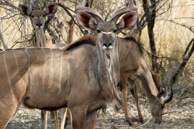 Kudu-Antilope, männlich - Strepsiceros