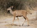 Kudu-Antilope, weiblich - Strepsiceros