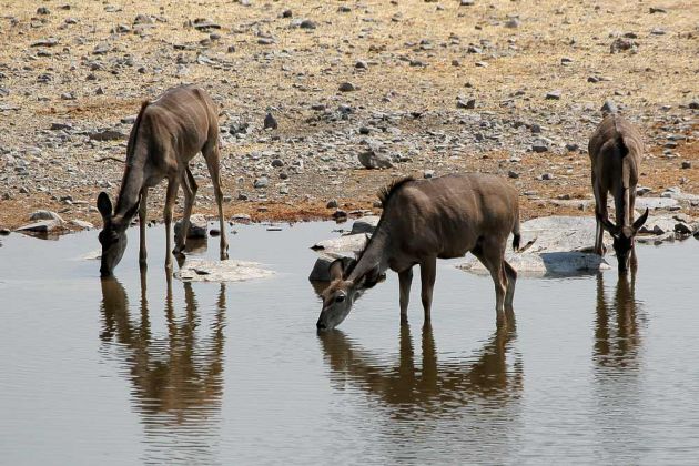 Kudu-Antilopen, weiblich - Strepsiceros