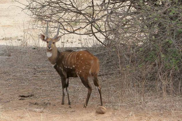 Antilopen in Afrika - Buschbock oder Schirrantilope