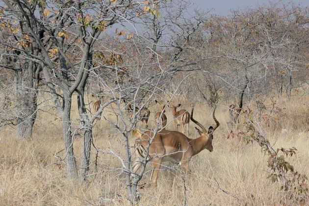 Impalas - Aepyceros