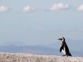 Brillen-Pinguine in Südafrika - Wildlife