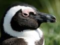 Brillen-Pinguine in Südafrika - Ein Brillenpinguin-Porträt als Nahaufnahme der namensgebenden Brille