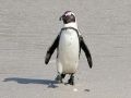 Brillen-Pinguine in Südafrika - Wildlife