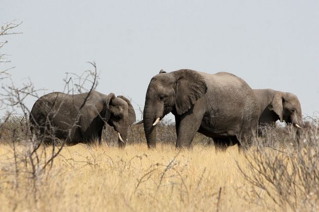 Afrikanische Elefanten, Loxodonta africana - im Busch des Etosha National Parks von Namibia