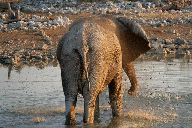 Ein Afrikanischer Elefant bei der Körperpflege - Loxodonta africana - am Wasserloch von Okaukuejo im Etosha National Parks von Namibia