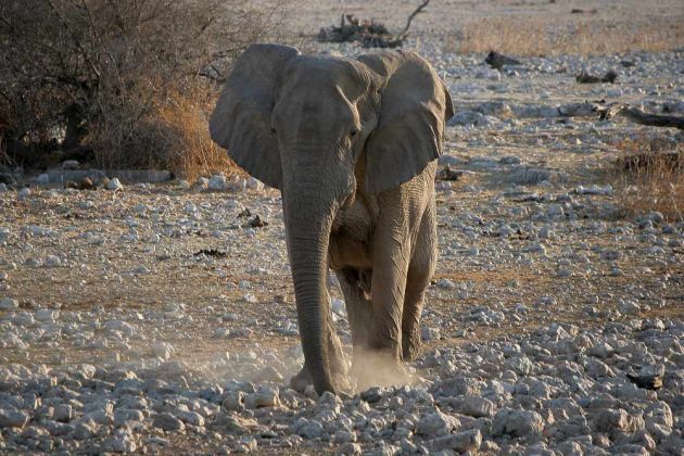Ein Afrikanischer Elefant - Loxodonta africana - nähert sich dem Wasserloch von Okaukuejo im Etosha National Parks von Namibia