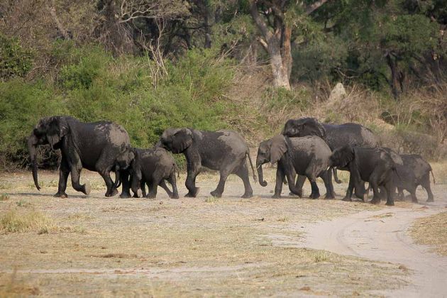 Eine Herde Afrikanischer Elefanten, Loxodonta africana, an den Ufern des Okawango im Caprivi-Streifen von Namibia