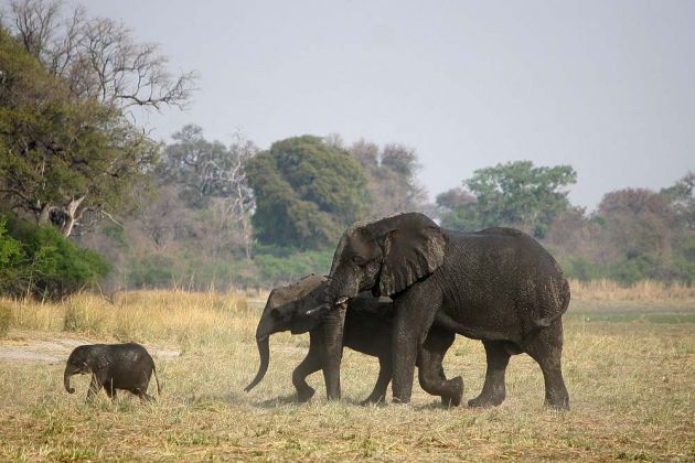 Zwei Afrikanische Elefanten mit Jungtier, Loxodonta africana, verziehen sich in den Busch an den Ufern des Okawango im Caprivi-Streifen von Namibia