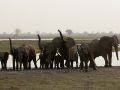 Eine Herde Afrikanischer Elefanten, Loxodonta africana, in Alarmstimmung - an den Ufern des Okawango im Caprivi-Streifen von Namibia
