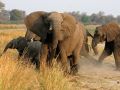 Afrikanische Elefanten im Angriffmodus an den Ufern des Okawango im Caprivi-Streifen in Namibia