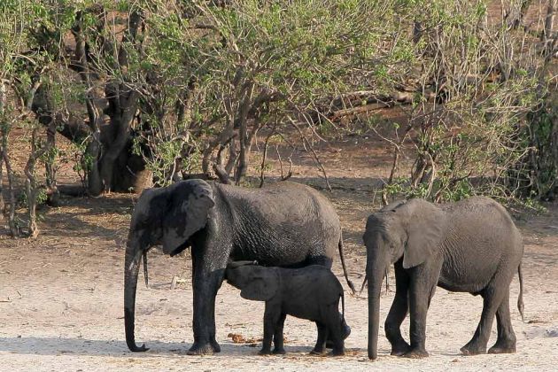 Afrikanische Elefanten, Loxodonta africana, - am Ufer des Chobe Rivers im Chobe National Park, Botswana