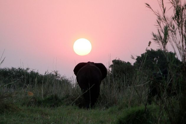Ein Afrikanische Elefant - Loxodonta africana - im Gegenlicht zum Sonnenuntergang im Chobe National Park, Botswana