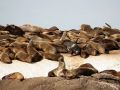 Südafrikanische Seebären - Arctocephalus pusillus - auf der Felsinsel Duiker Island vor Hout Bay an Südafrikas Atlantikküste