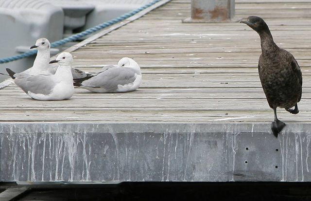 Victoria and Albert Waterfront - Kapstadt Victoria and Albert Waterfront - Kapstadt