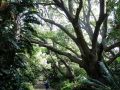 Botanischer Garten Kirstenbosch