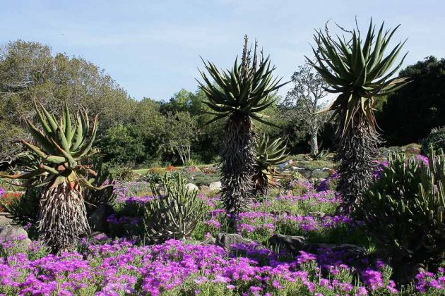 Botanischer Garten Kirstenbosch