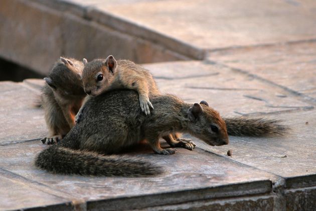 Ockerfuss-Buschhörnchen, Paraxerus cepapi, Smith's bush squirrel an der Bush Baby Safari Lodge als 'Haustiere'- Ockerfuss-Buschhörnchen, Paraxerus cepapi, Smith's bush squirrel an der Bush Baby Safari Lodge als 'Haustiere'-